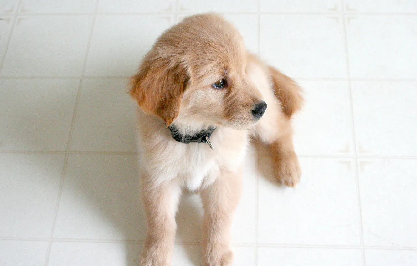 Photo wallpaper look, small, puppy
