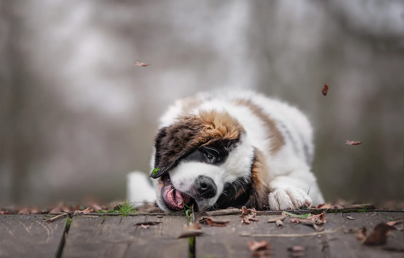 Photo wallpaper language, Board, dog, St. Bernard, puppy, lies, face, bokeh