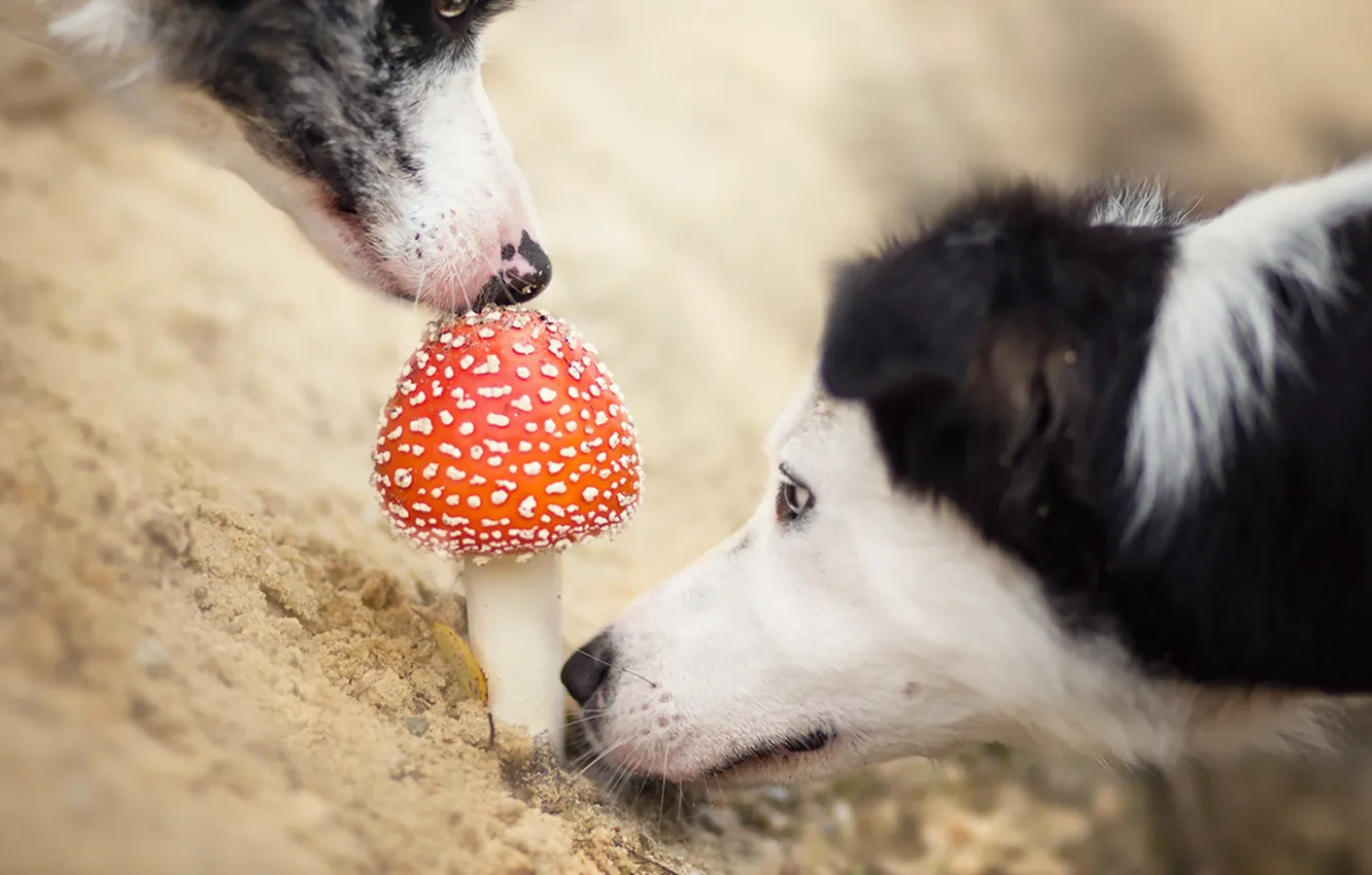 Photo wallpaper dogs, background, mushroom
