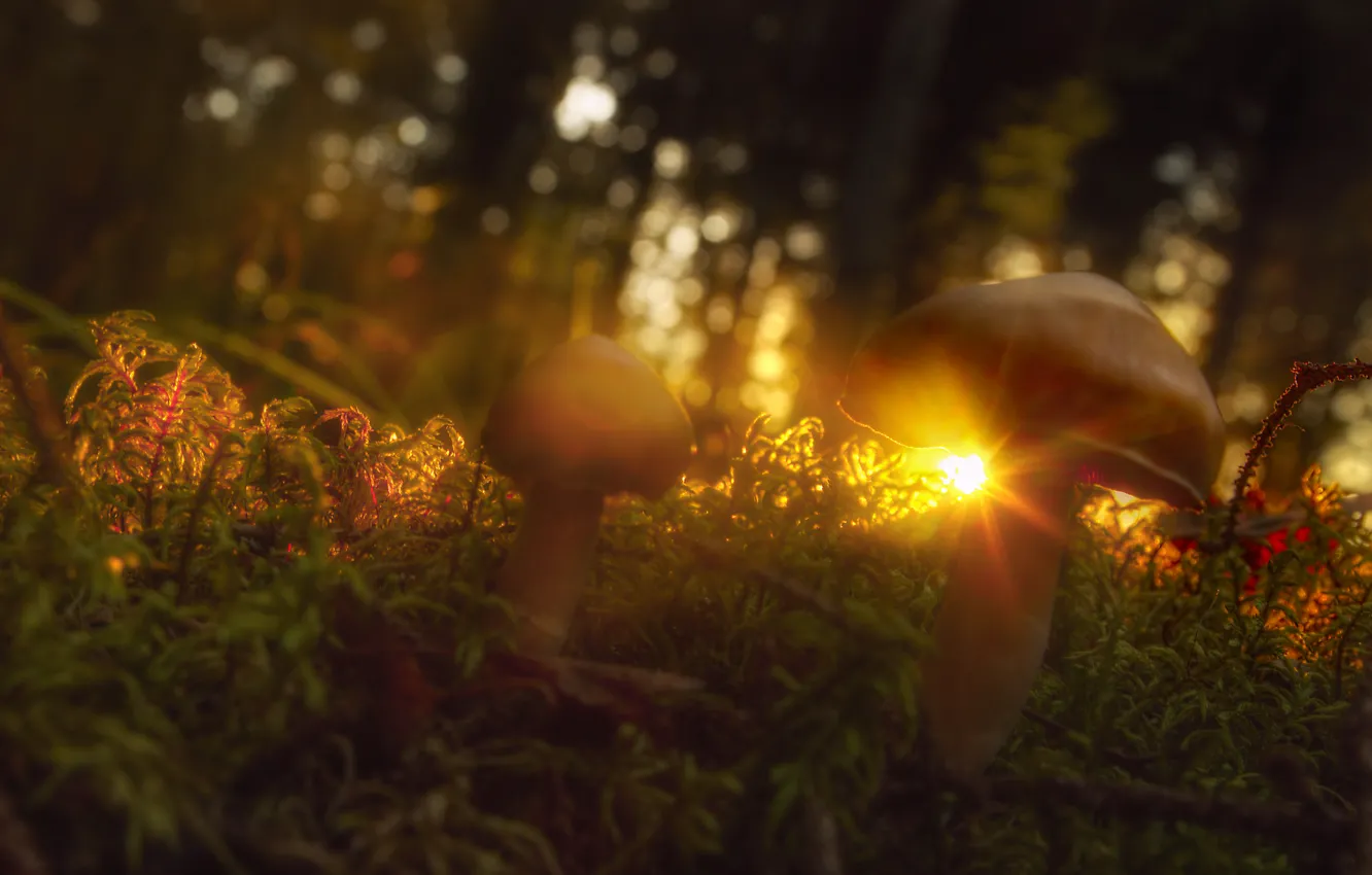 Photo wallpaper grass, the sun, rays, mushrooms