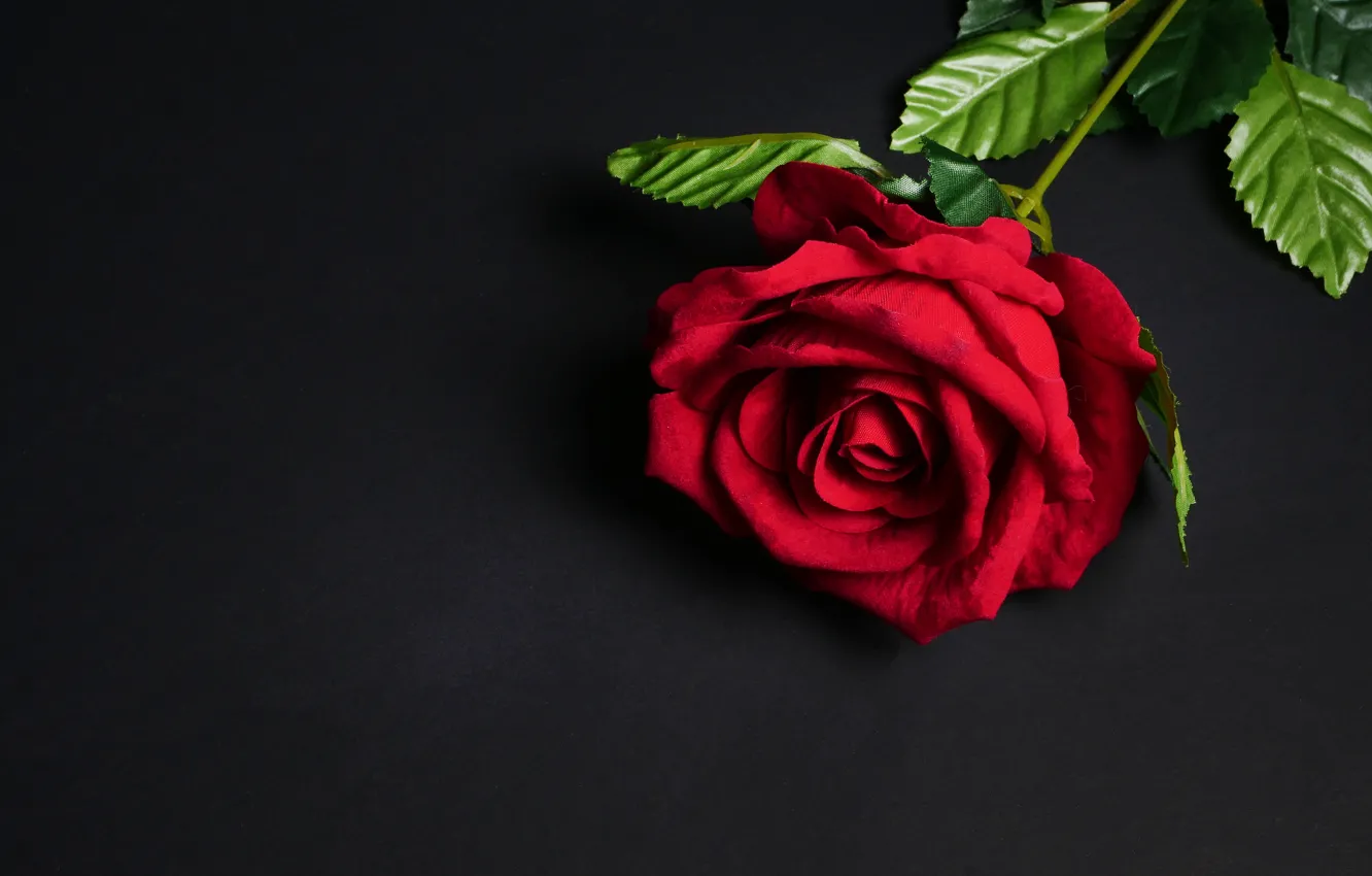 Photo wallpaper flowers, rose, red, black background, red, flowers, roses
