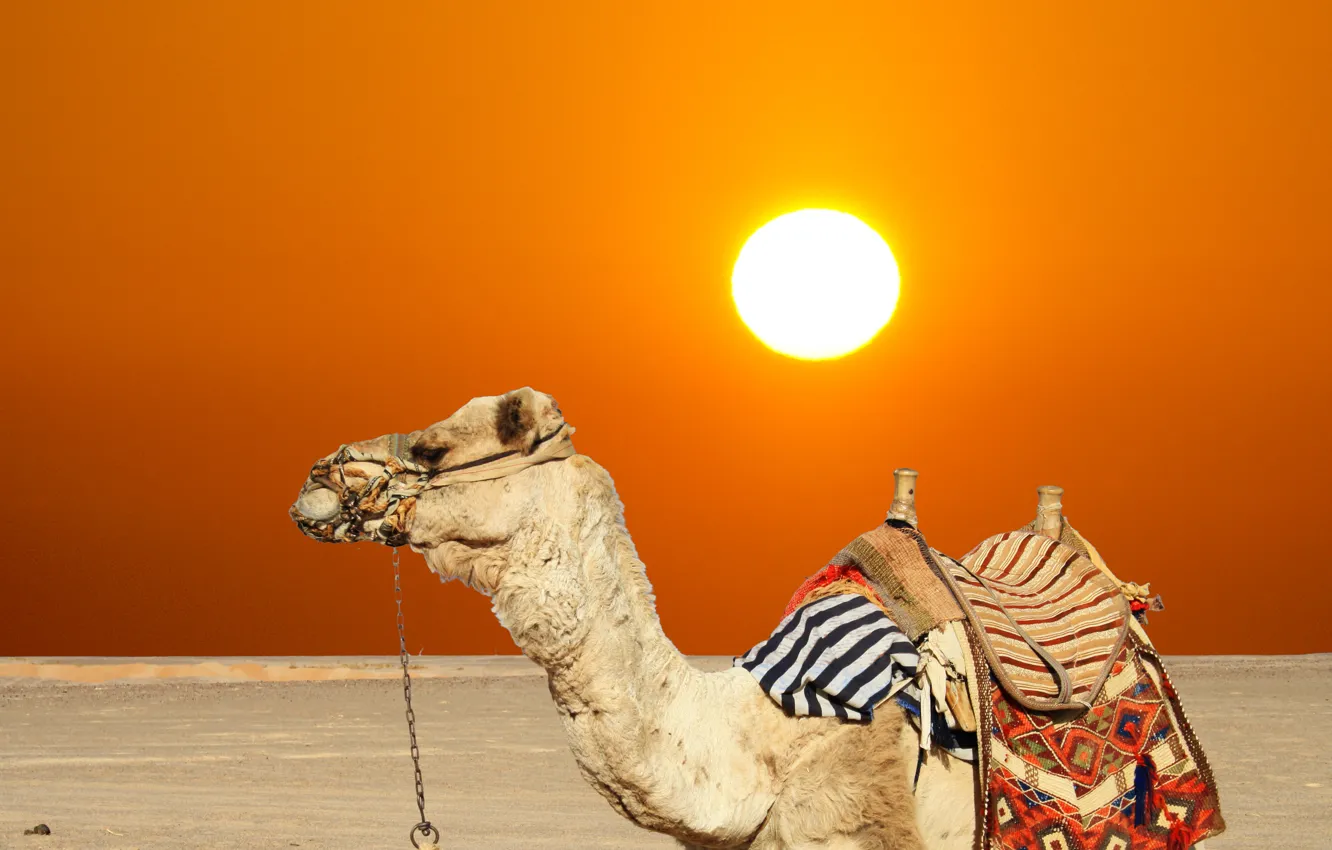 Photo wallpaper sand, summer, the sun, desert, camel, hot, heat