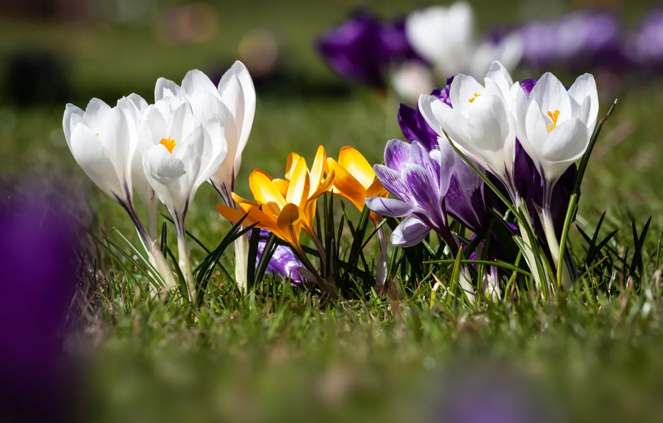 Photo wallpaper flowers, nature, blooms, flowering, flora, spring Crocus