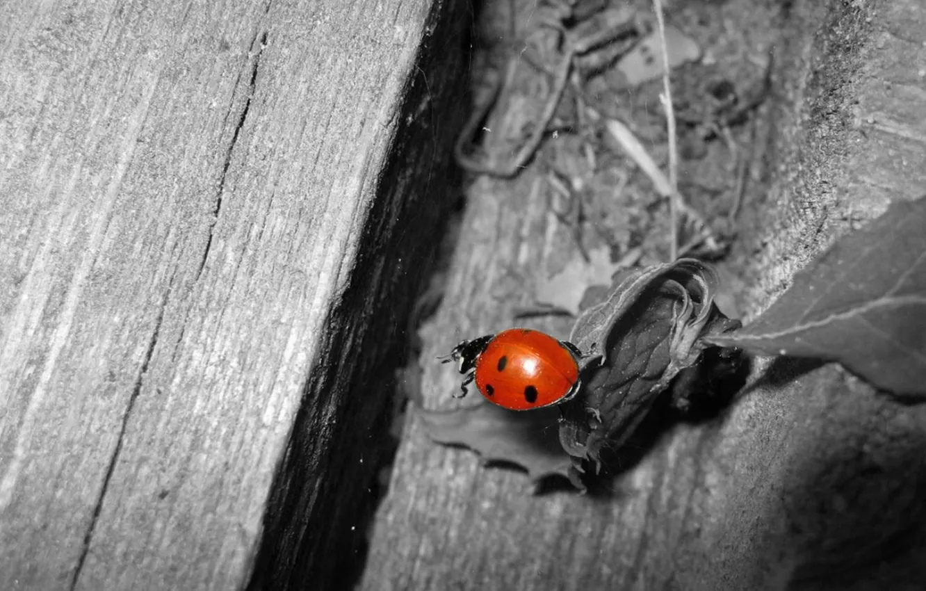 Photo wallpaper white, black, Beetle, red