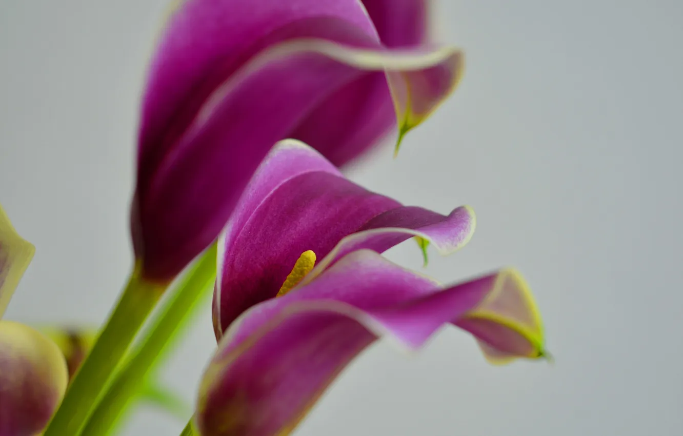 Photo wallpaper macro, nature, bouquet, petals, Calla lilies