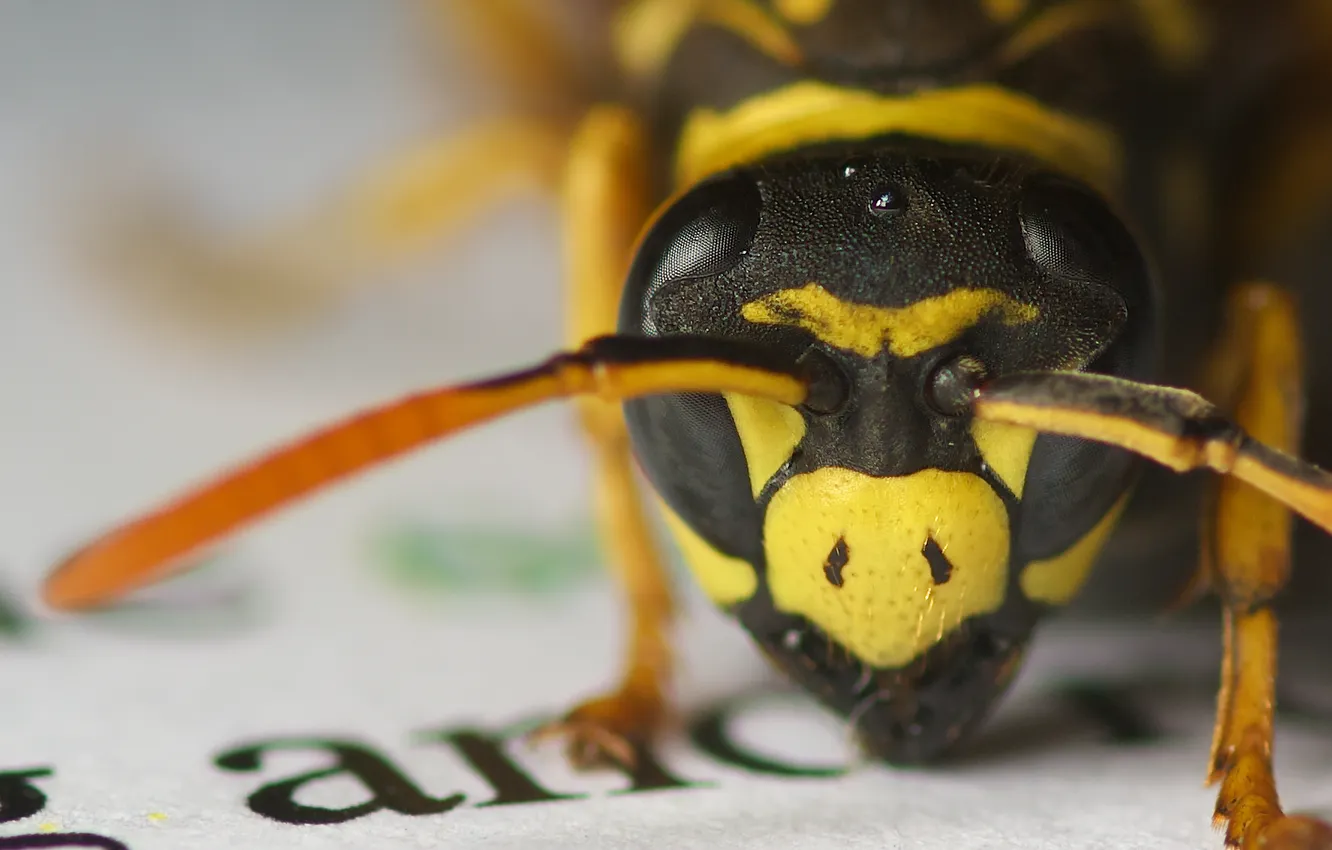 Photo wallpaper mustache, macro, OSA, newspaper