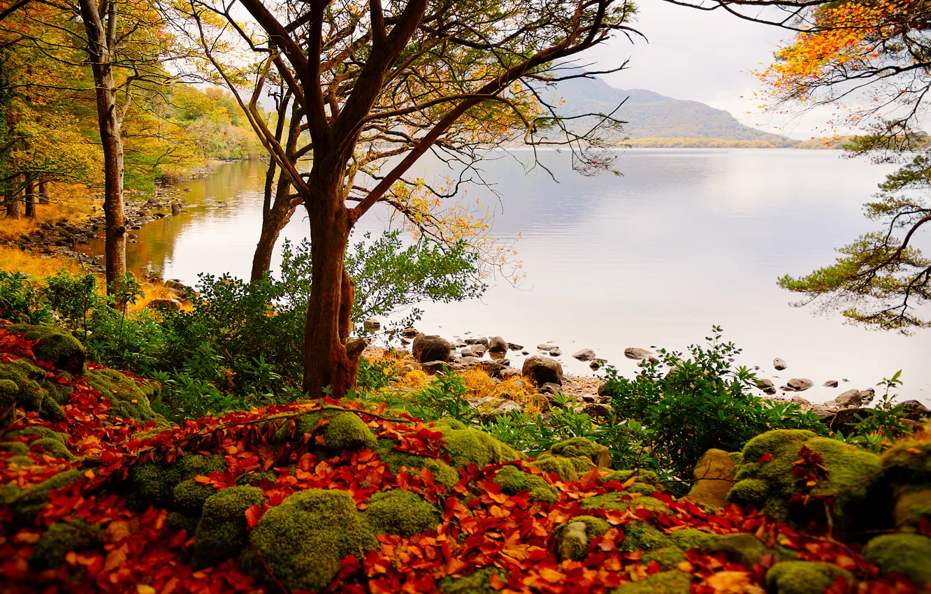 Photo wallpaper autumn, leaves, trees, lake, stones, Mountain.