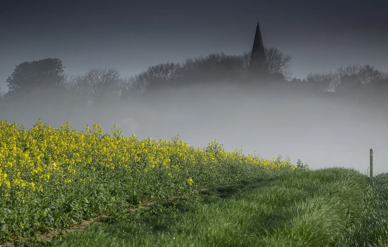 Photo wallpaper road, field, fog, rape