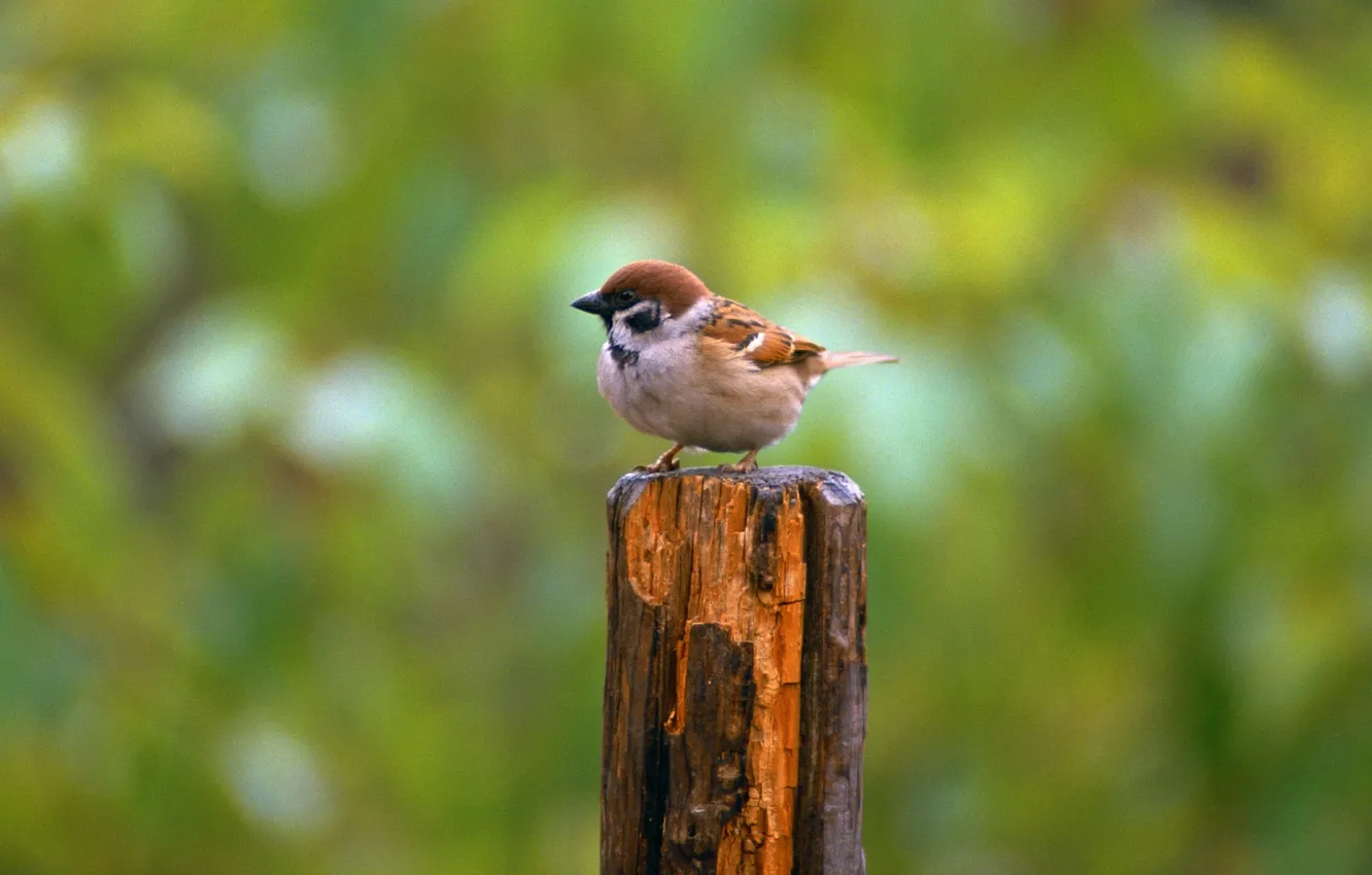 Photo wallpaper greens, Sparrow, bird