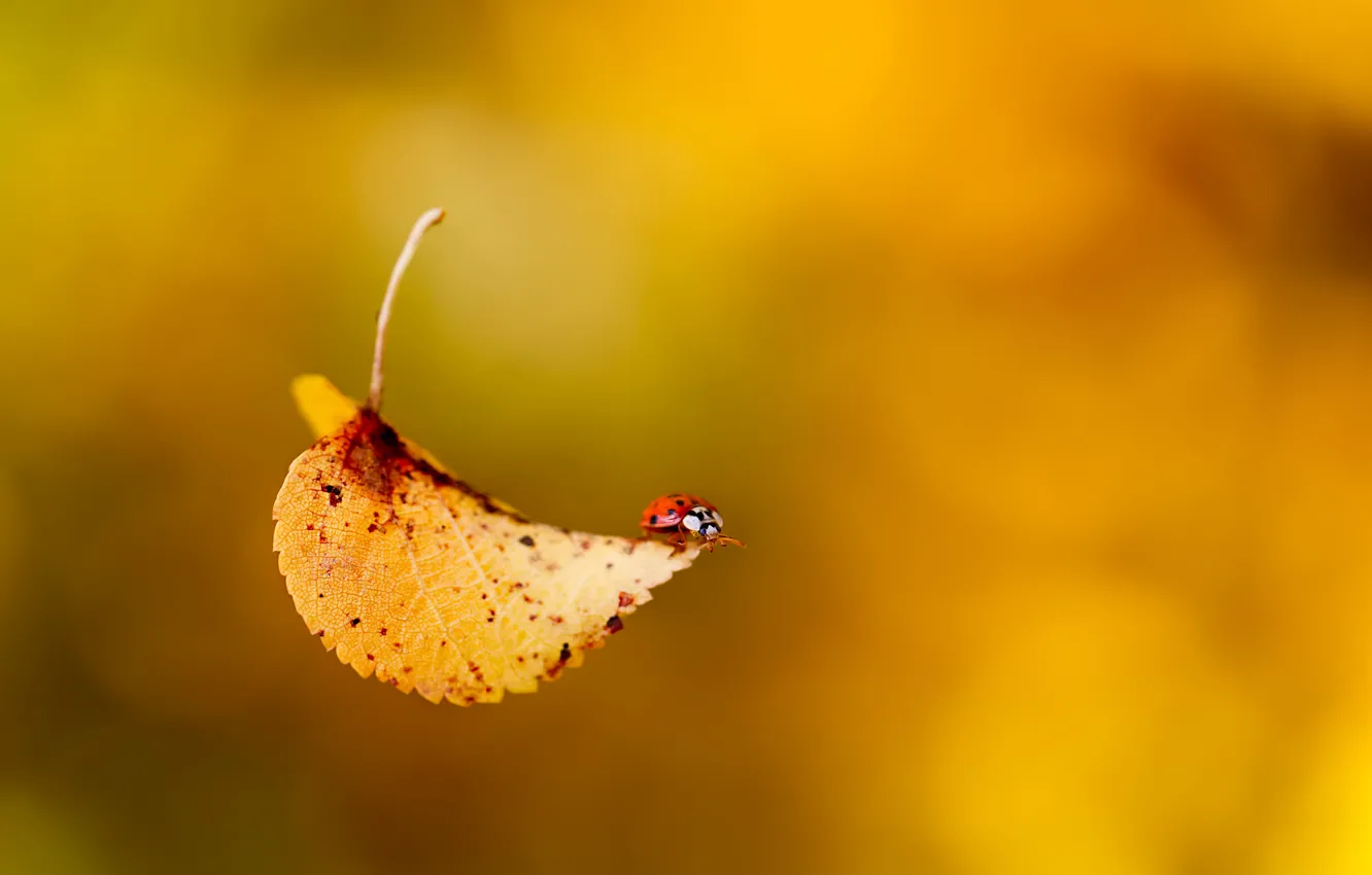Photo wallpaper autumn, ladybug, beetle, drop, leaf, insect