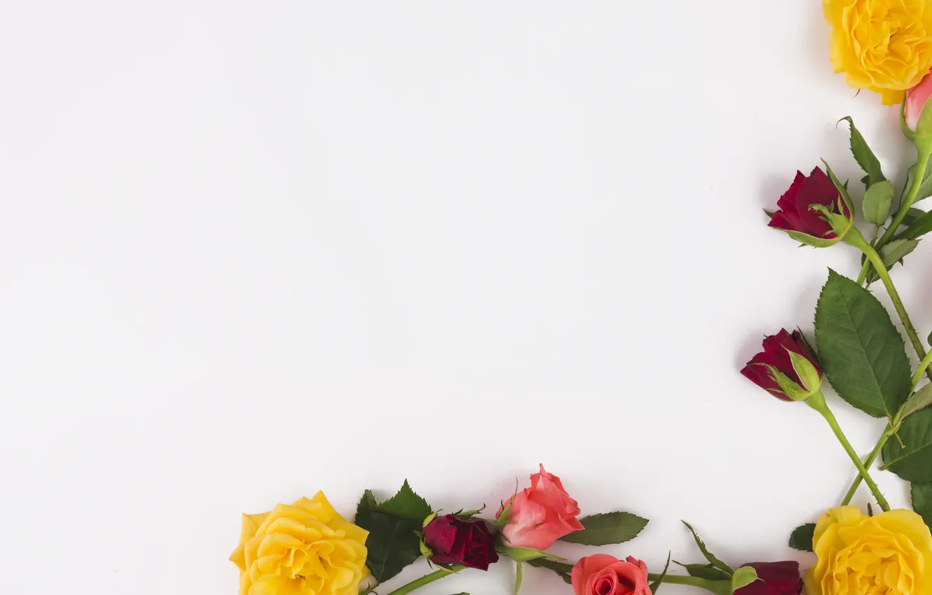 Photo wallpaper leaves, flowers, roses, colorful, pink, buds, pink, flowers