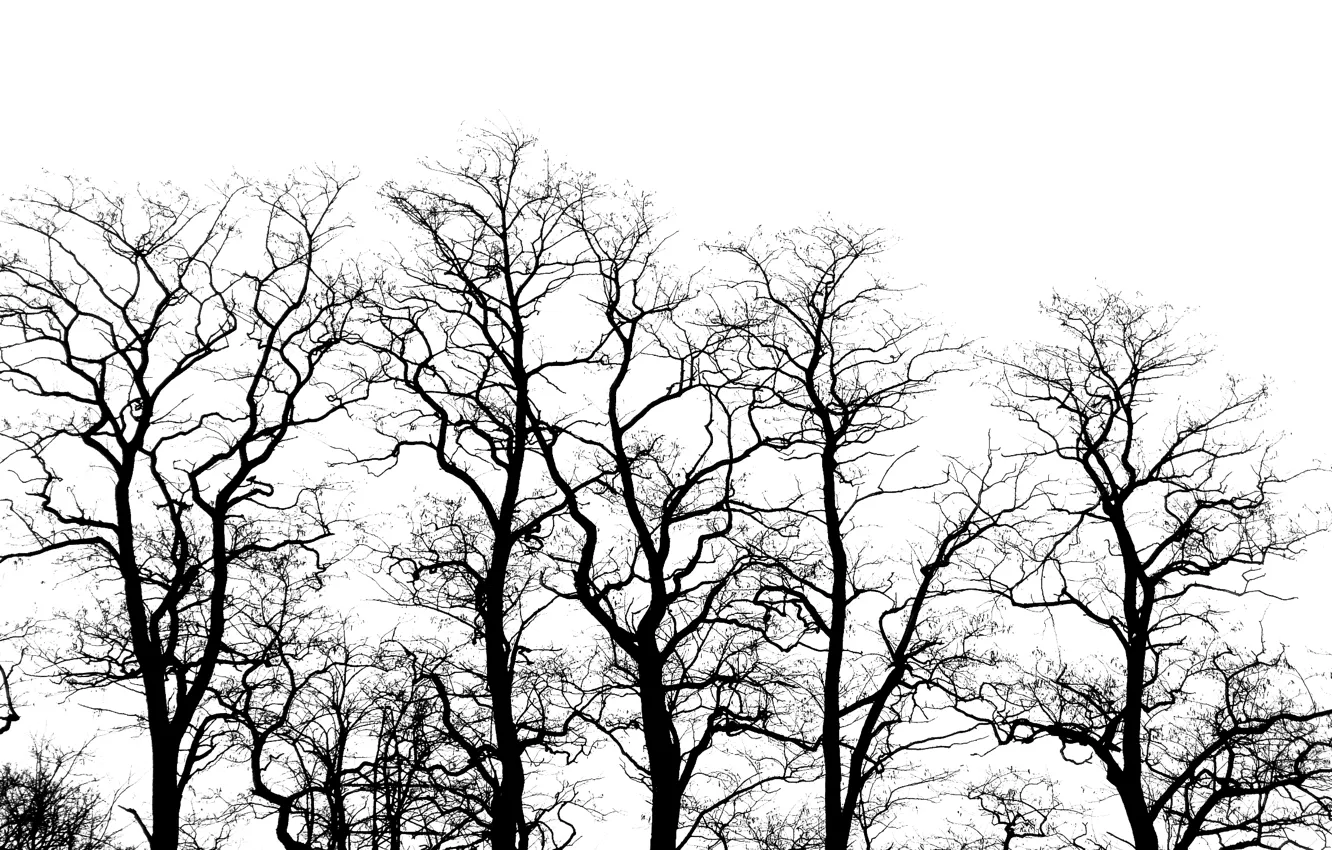 Photo wallpaper mood, Trees, black and white, acacia silhouette