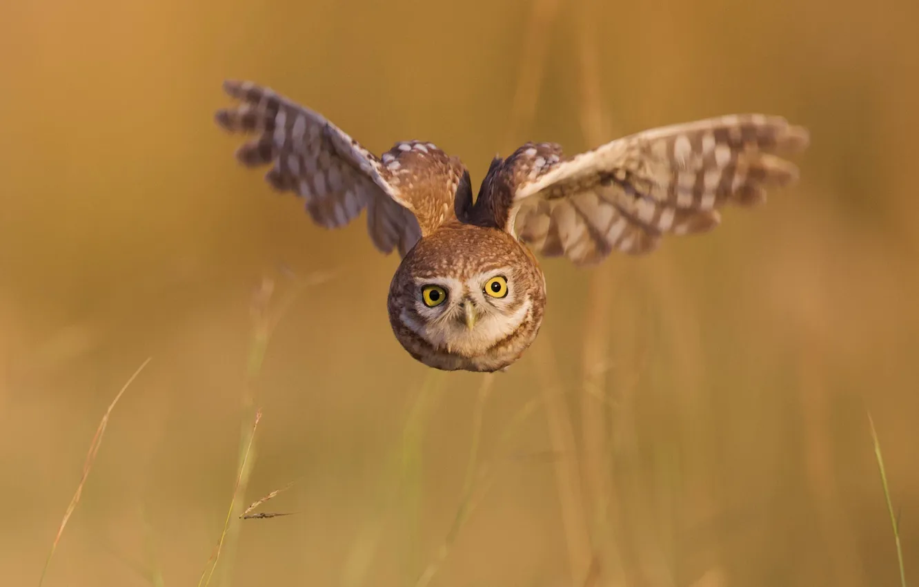 Photo wallpaper flight, owl, skill
