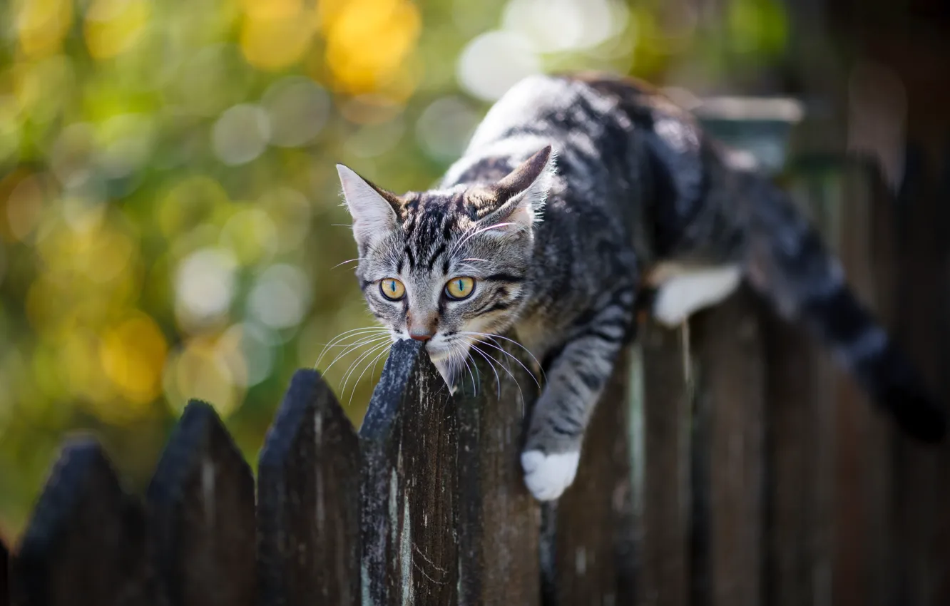Photo wallpaper cat, cat, kitty, the fence, kitty, bokeh