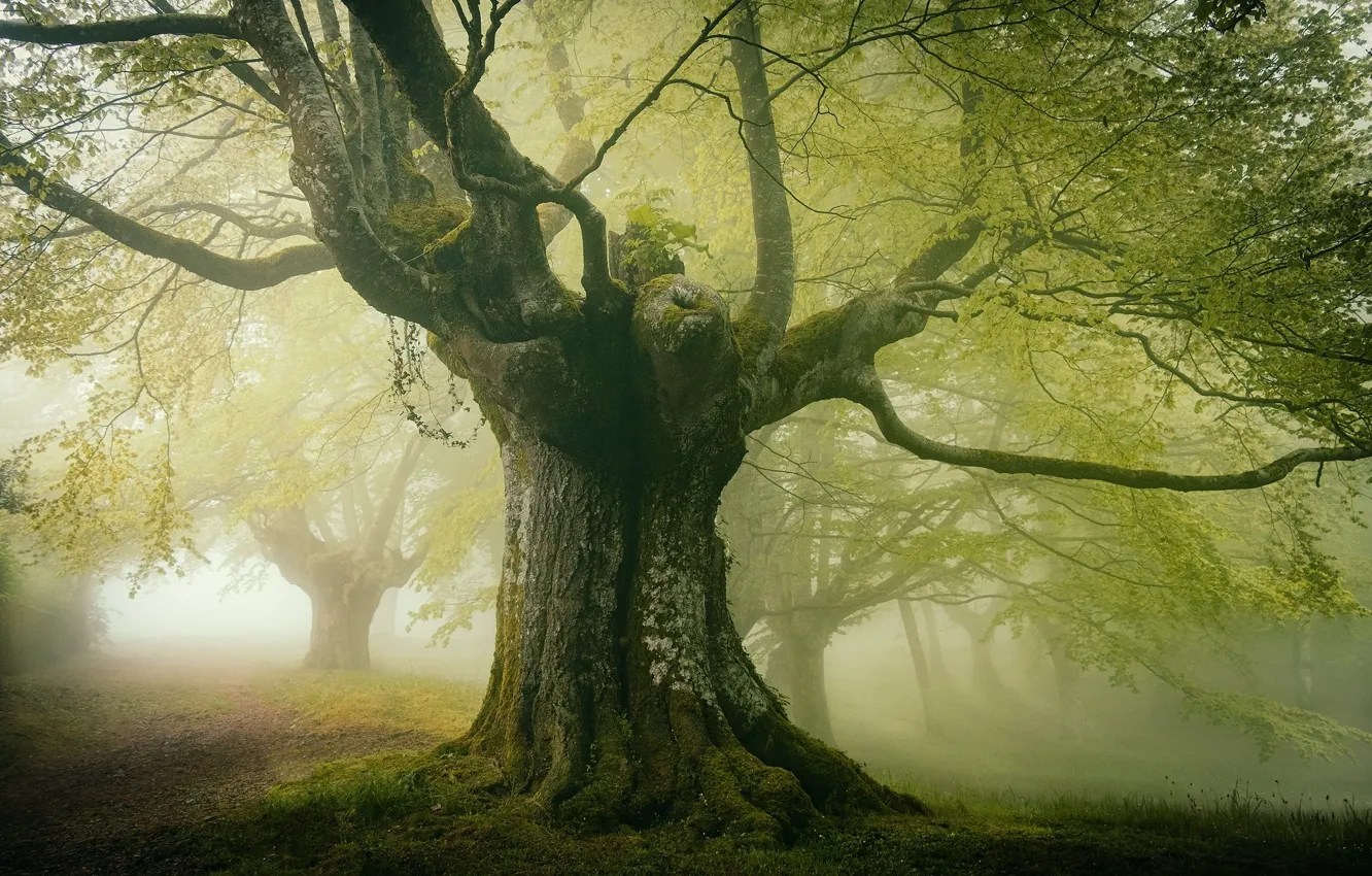 Photo wallpaper greens, forest, trees, branches, fog, Park, foliage, morning