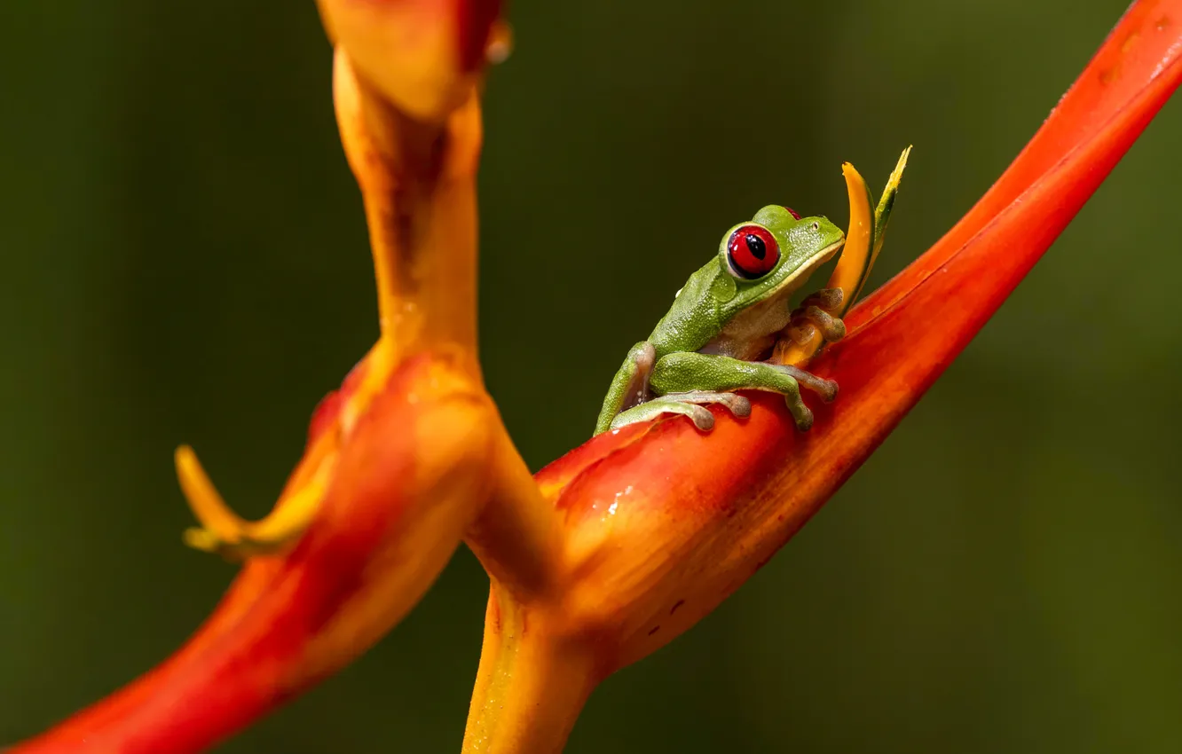 Photo wallpaper flowers, plant, frog, stem, red-eyed tree frog