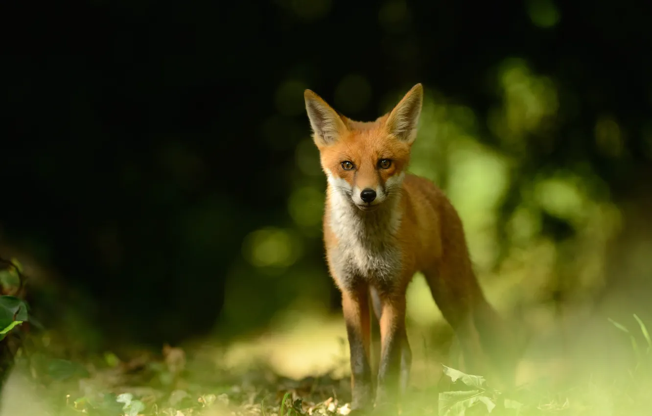 Photo wallpaper forest, look, nature, Fox, red, Fox