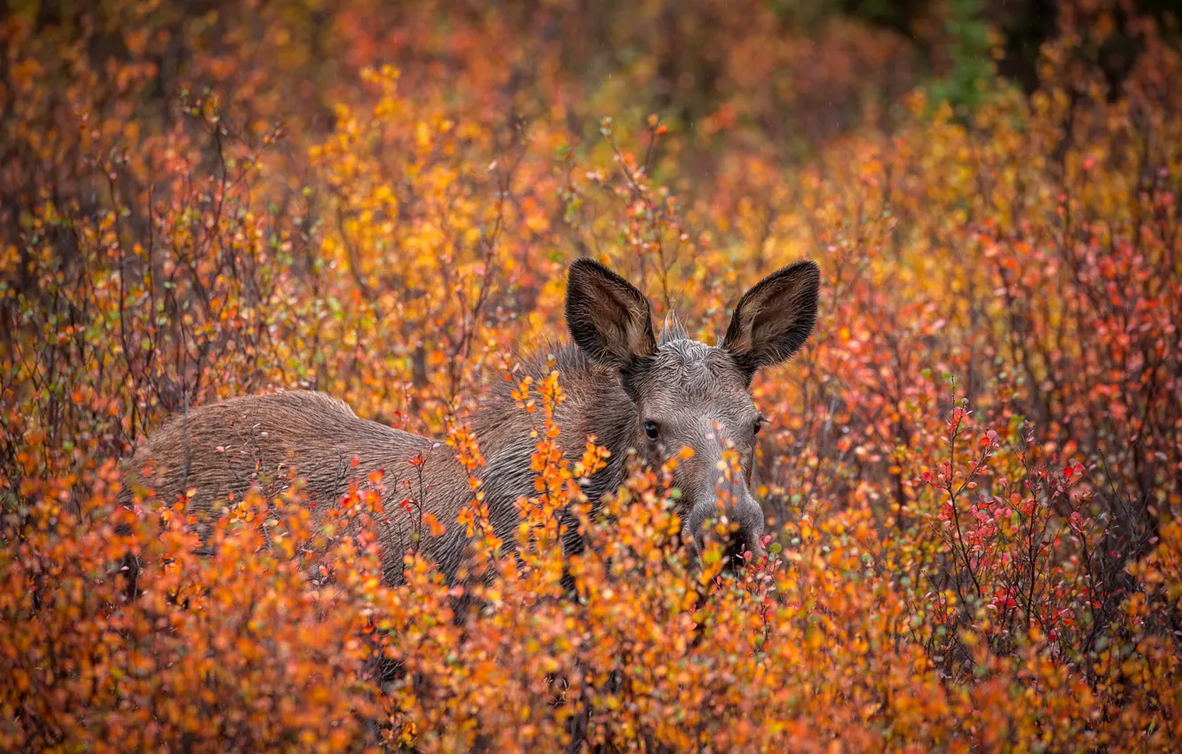Photo wallpaper autumn, nature, moose
