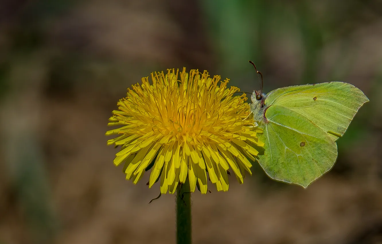 Photo wallpaper macro, background, butterfly, the limonite