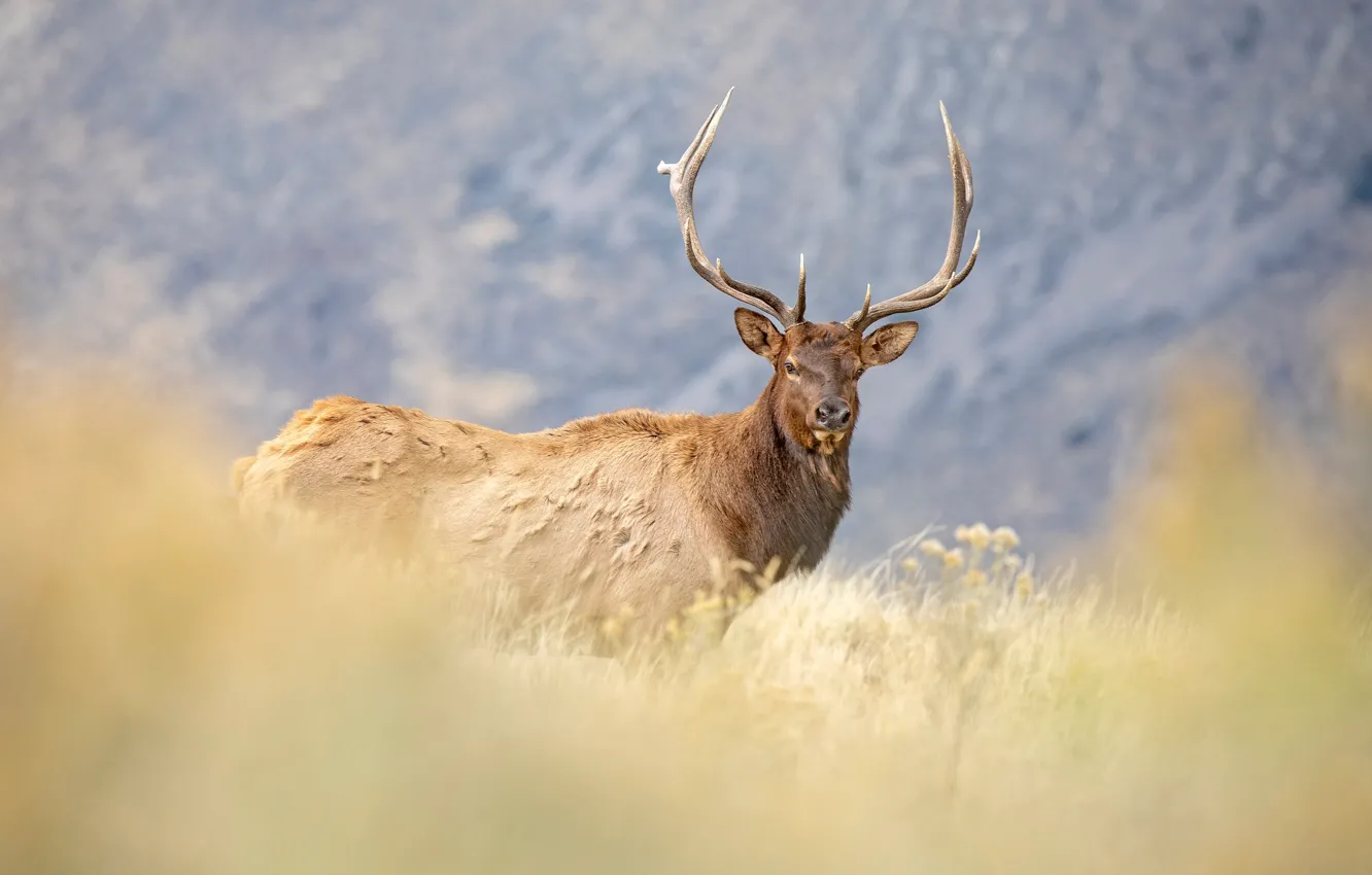 Photo wallpaper grass, look, face, mountains, background, deer, meadow, horns