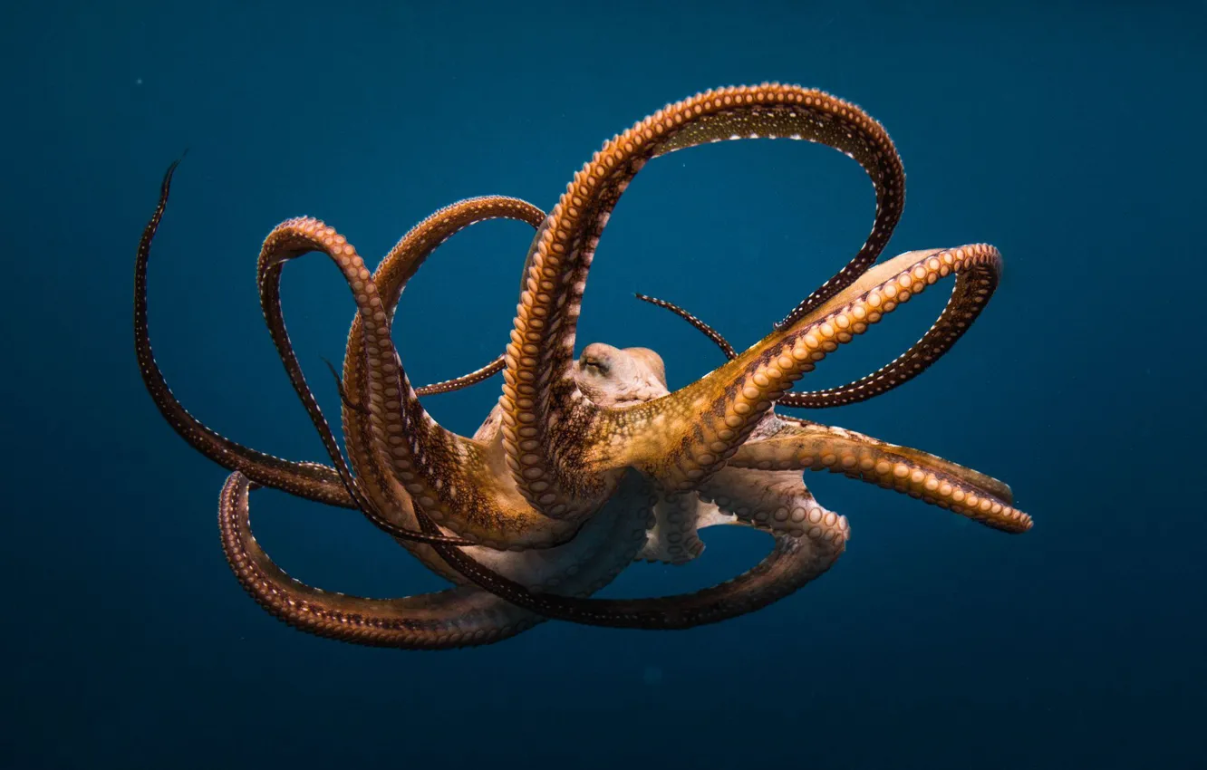 Photo wallpaper sea, the ocean, octopus, tentacles