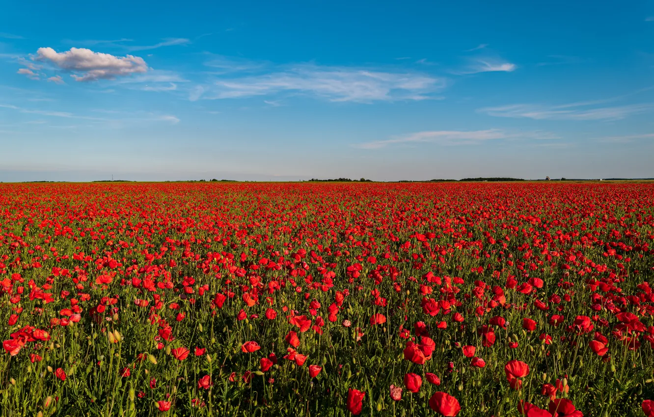 Photo wallpaper field, the sky, flowers, Maki, poppy field