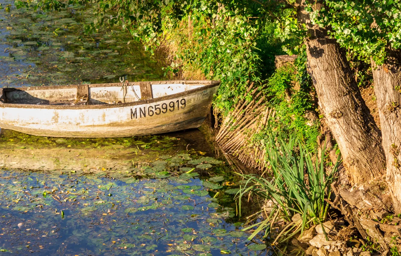 Photo wallpaper trees, pond, boat, Sunny