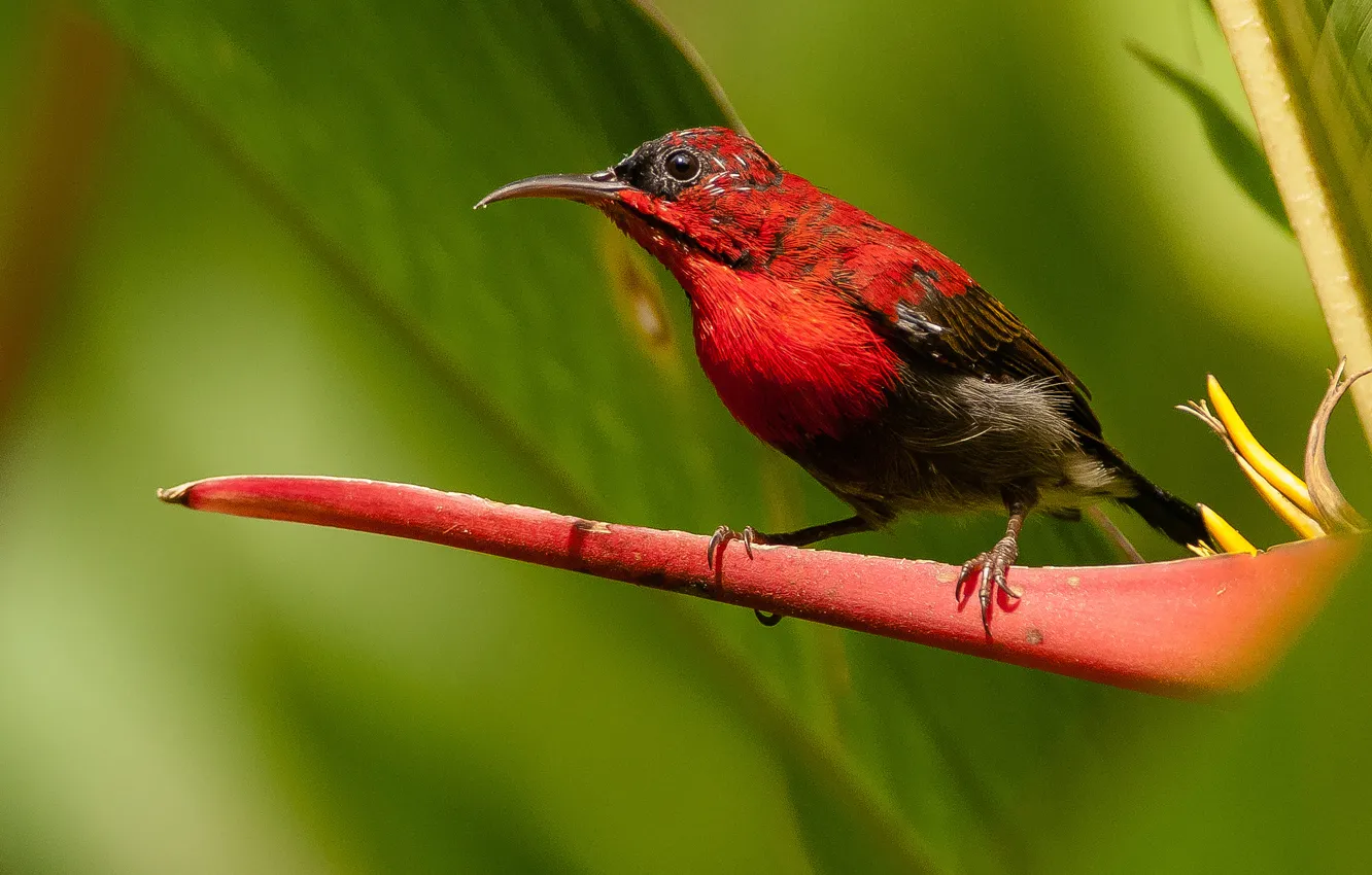 Photo wallpaper bird, color, feathers, beak, Hummingbird, exotic