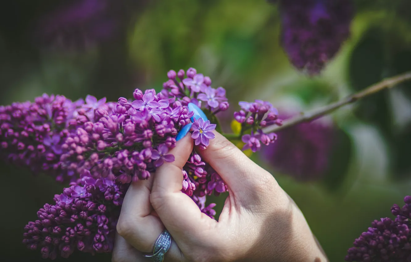 Photo wallpaper hand, spring, lilac, manicure