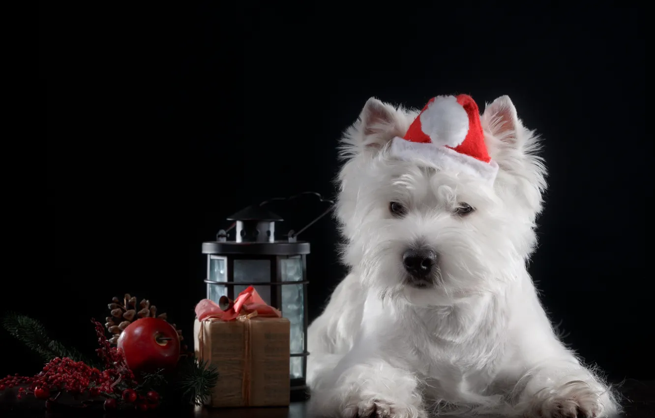 Photo wallpaper background, gift, apples, flashlight, puppy, cap