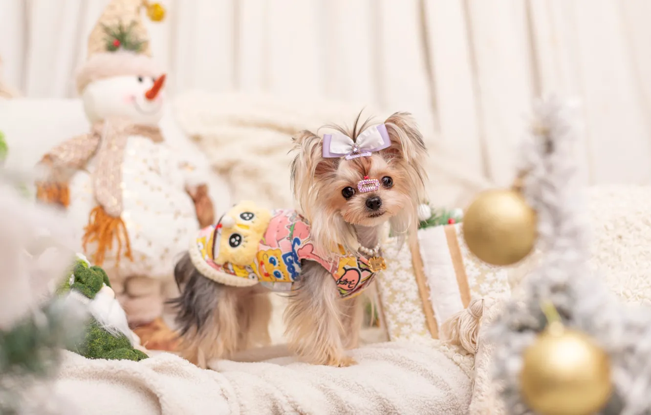 Photo wallpaper look, pose, room, clothing, new year, dog, Christmas, costume
