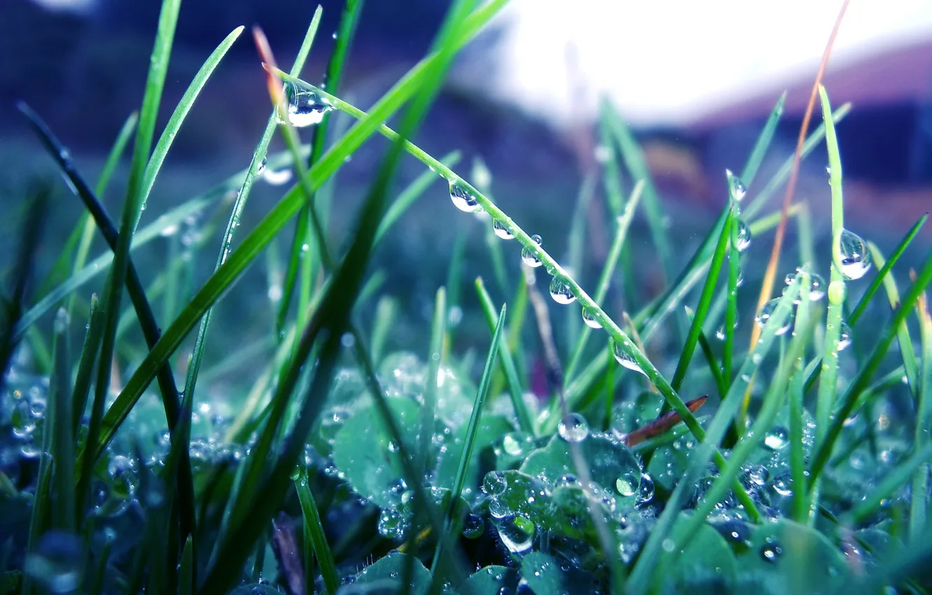 Photo wallpaper greens, grass, drops, macro, nature, Rosa, rain, plants
