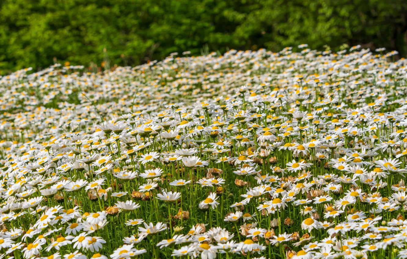 Photo wallpaper flowers, a lot, chamomile field, white, field, chamomile, field, meadow