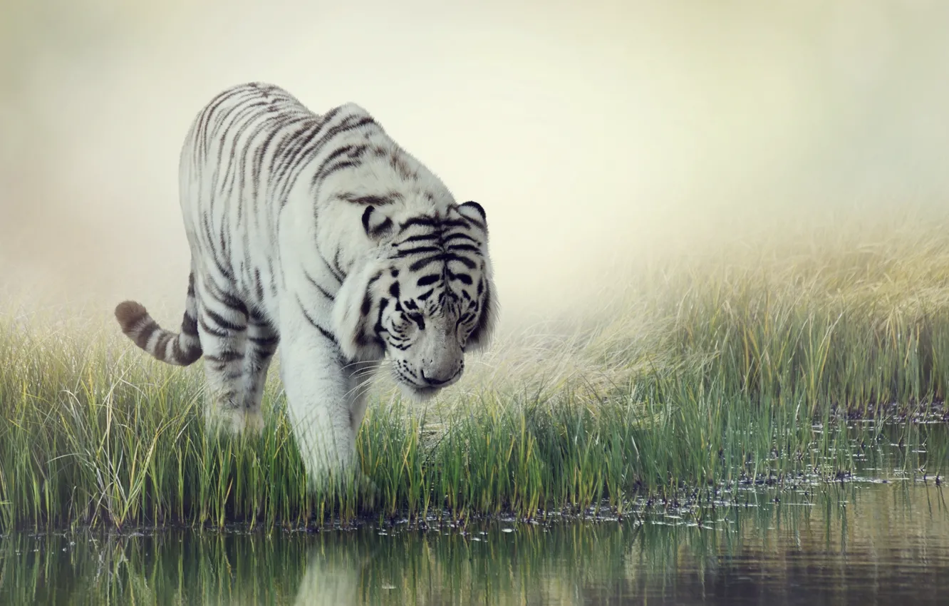 Photo wallpaper white, grass, water, tiger, background, blur, striped, drink