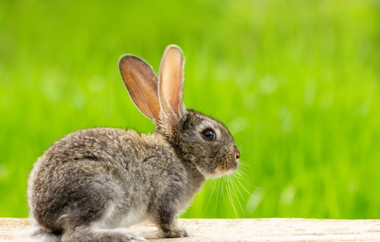 Photo wallpaper greens, grass, glade, hare, rabbit