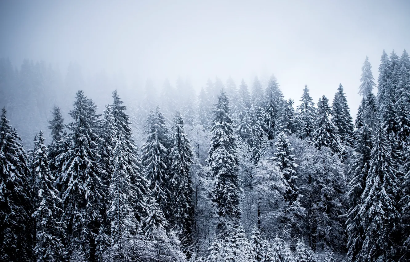 Photo wallpaper winter, forest, fog