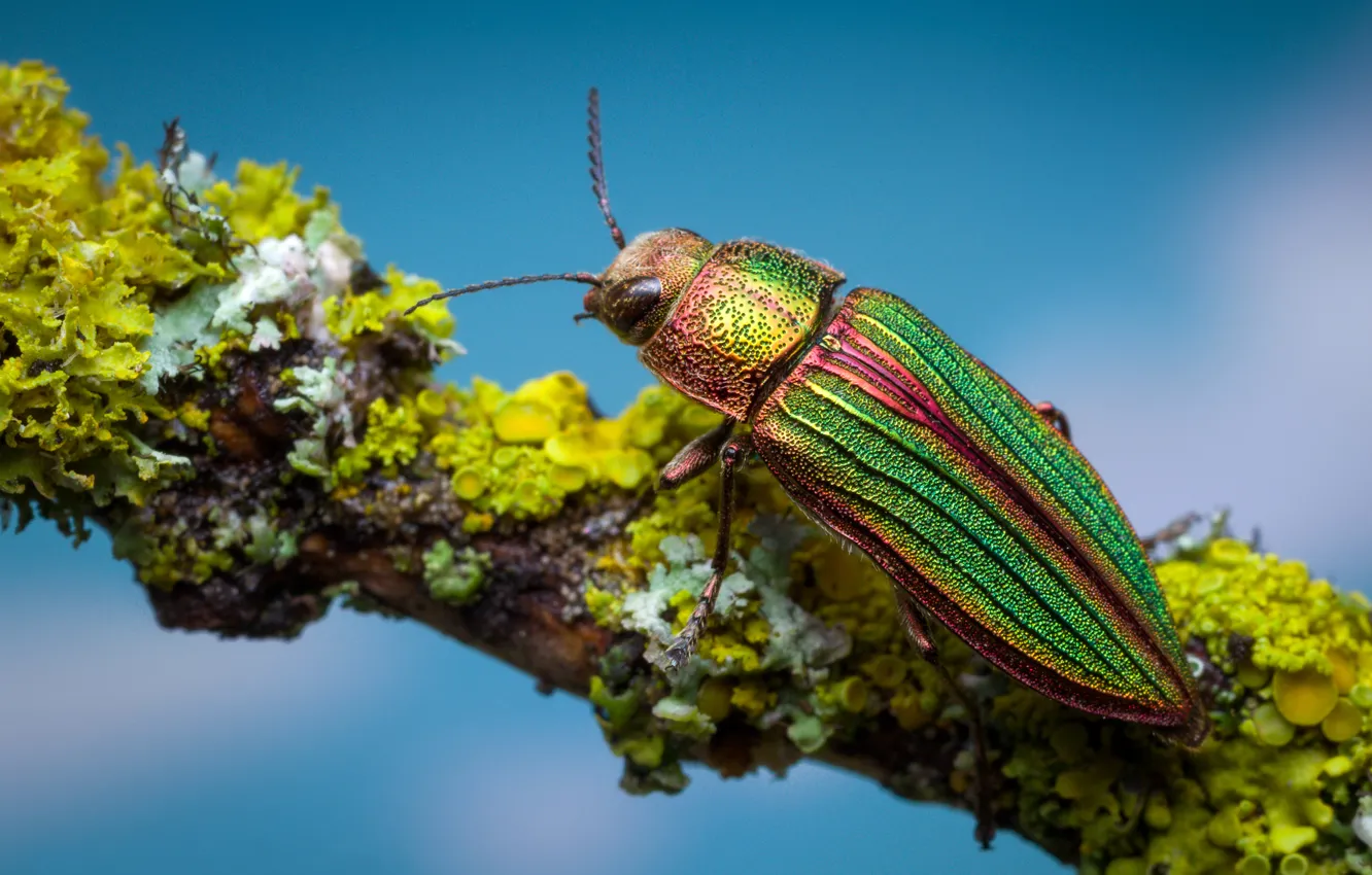 Photo wallpaper macro, branches, beetle, Zlatka