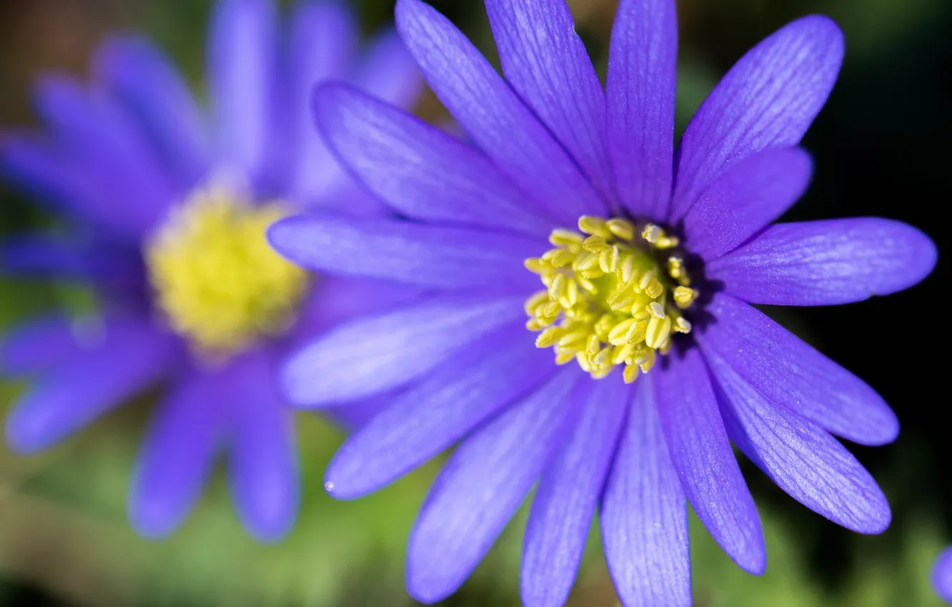 Photo wallpaper flowers, nature, plant, petals