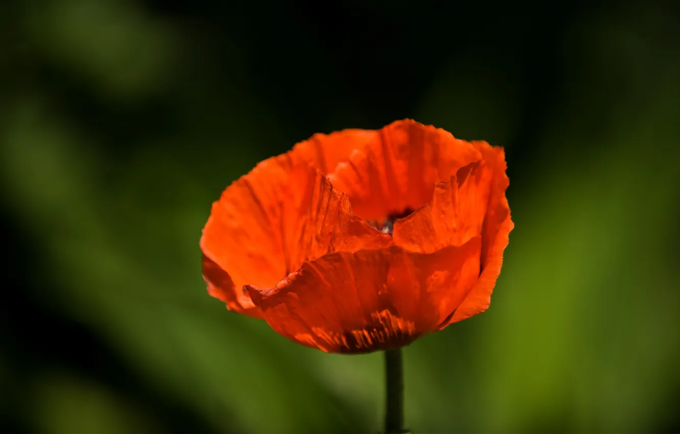 Photo wallpaper macro, flowers, red, photo, Maki, beautiful Wallpapers for desktop