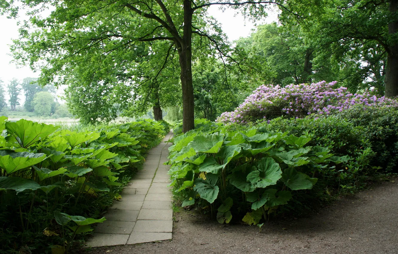 Photo wallpaper grass, leaves, trees, Park, Denmark, track, the bushes, Browsed
