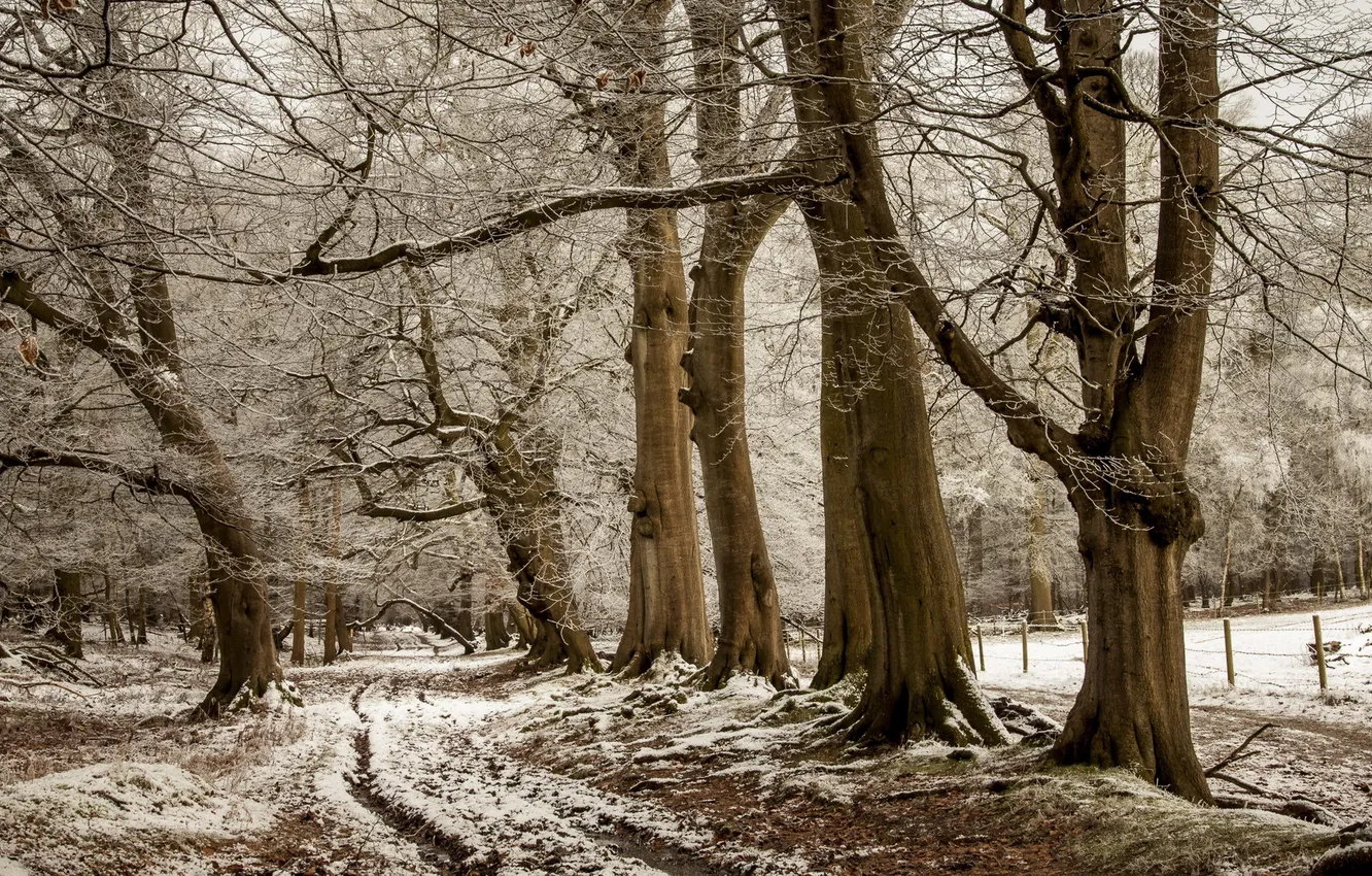 Photo wallpaper road, snow, trees, nature