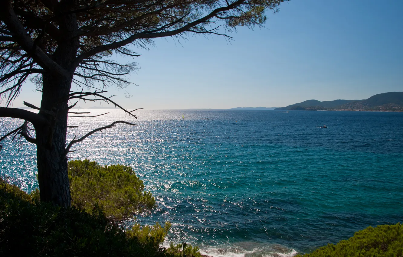 Photo wallpaper sea, wave, trees, shore, needles, Sunny