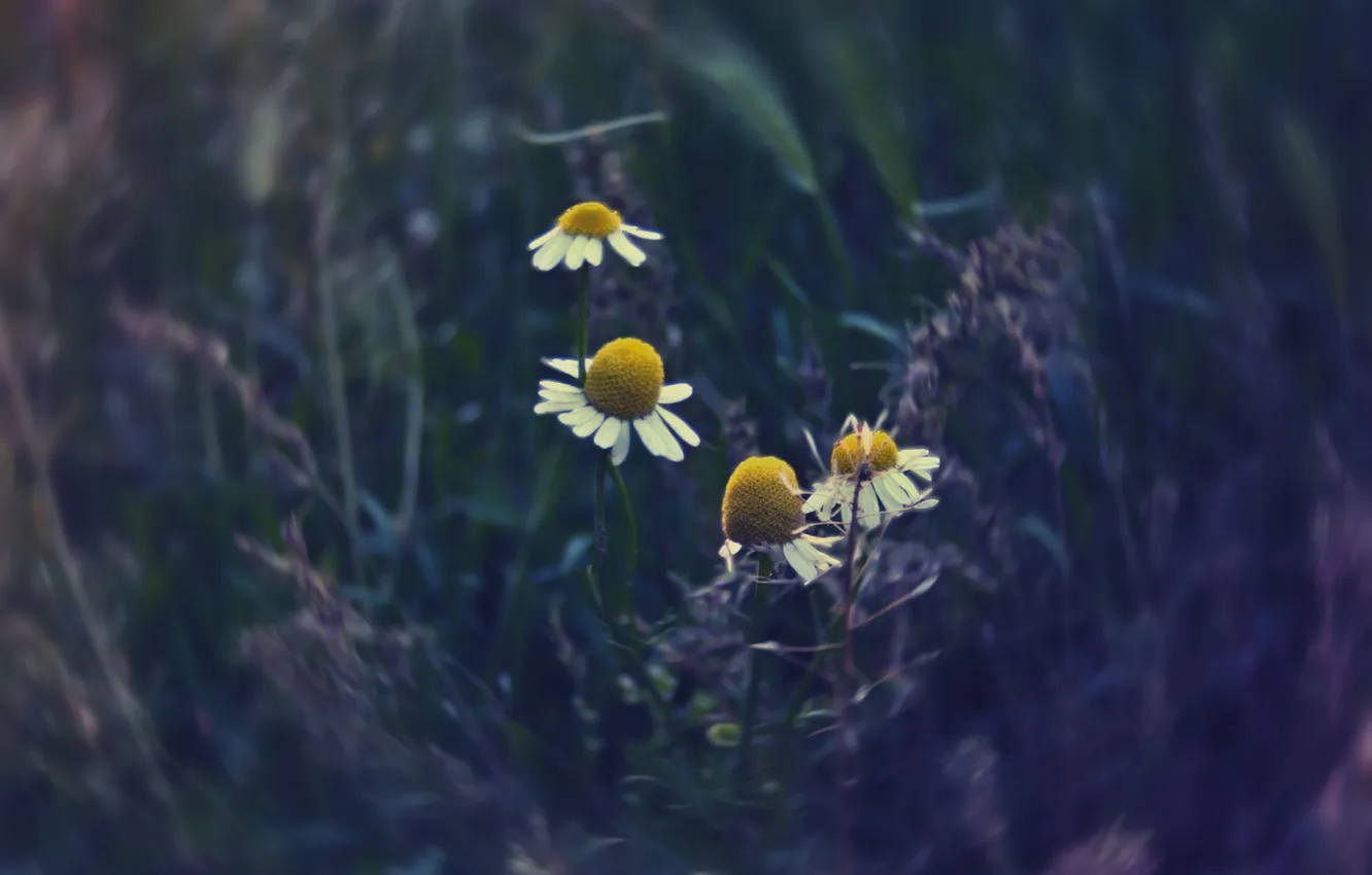 Photo wallpaper summer, colored, chamomile