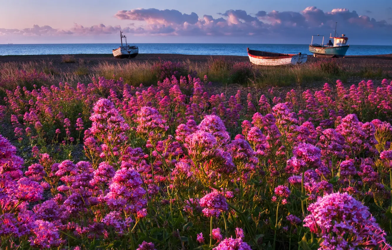 Photo wallpaper sea, the sky, grass, water, flowers, clouds, shore, boats