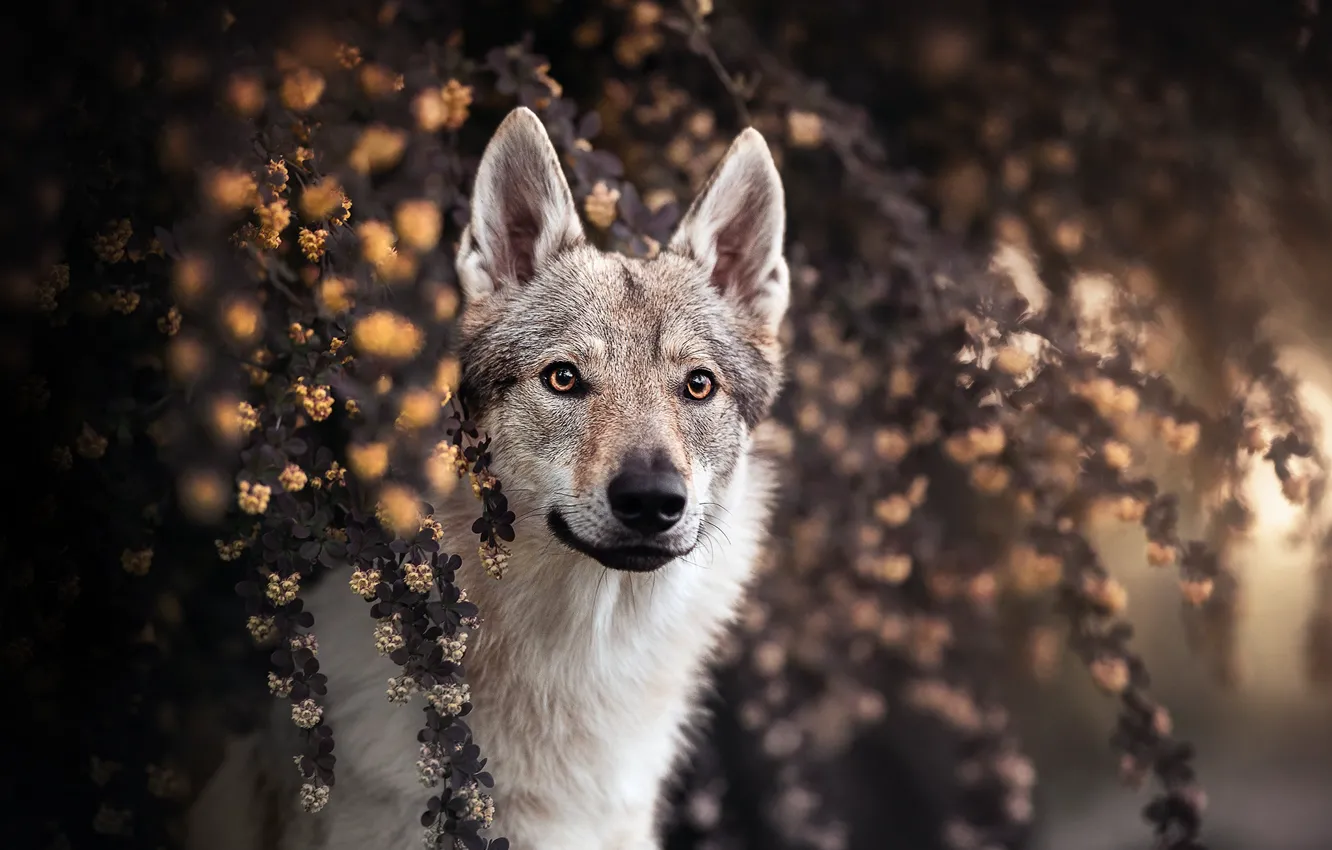 Photo wallpaper look, face, branches, dog, Czechoslovakian, Wolfdog, The Czechoslovakian Wolfdog, Volkosob
