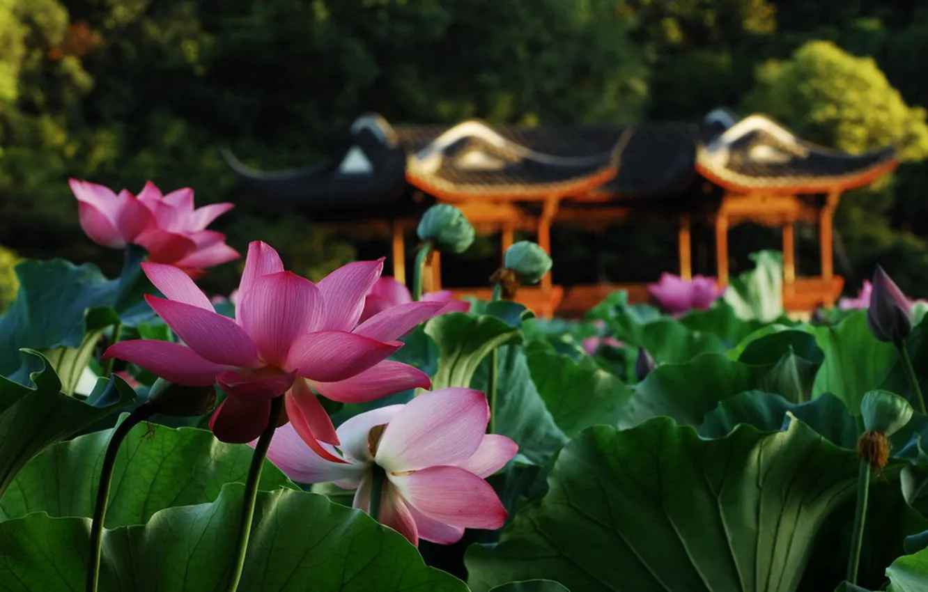 Photo wallpaper leaves, macro, flowers, pond, Lotus, gazebo