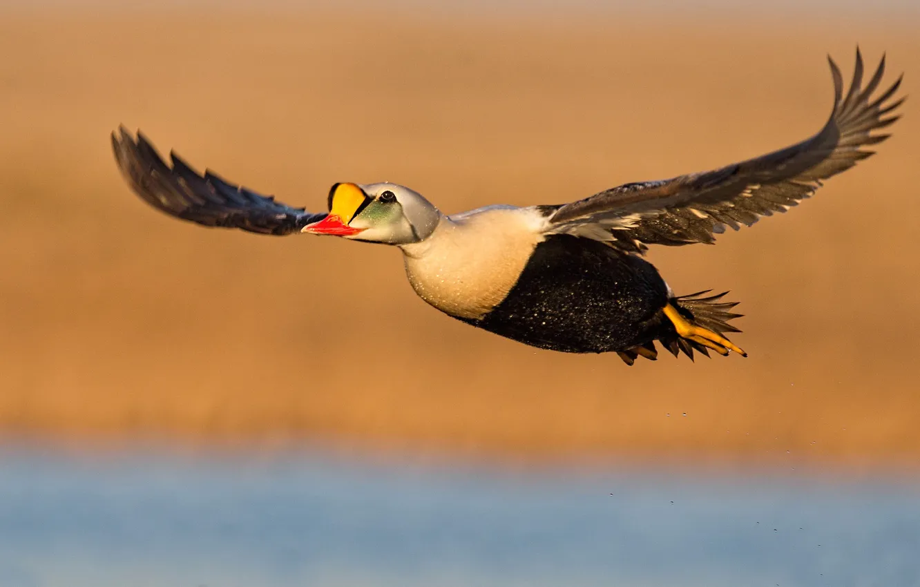 Photo wallpaper flight, bird, duck, wings, Gaga-grabowska