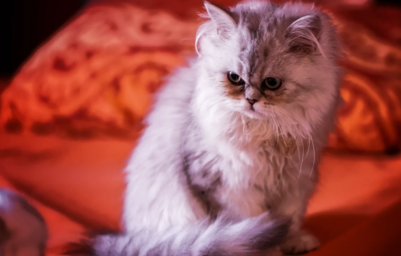 Photo wallpaper cat, eyes, wool