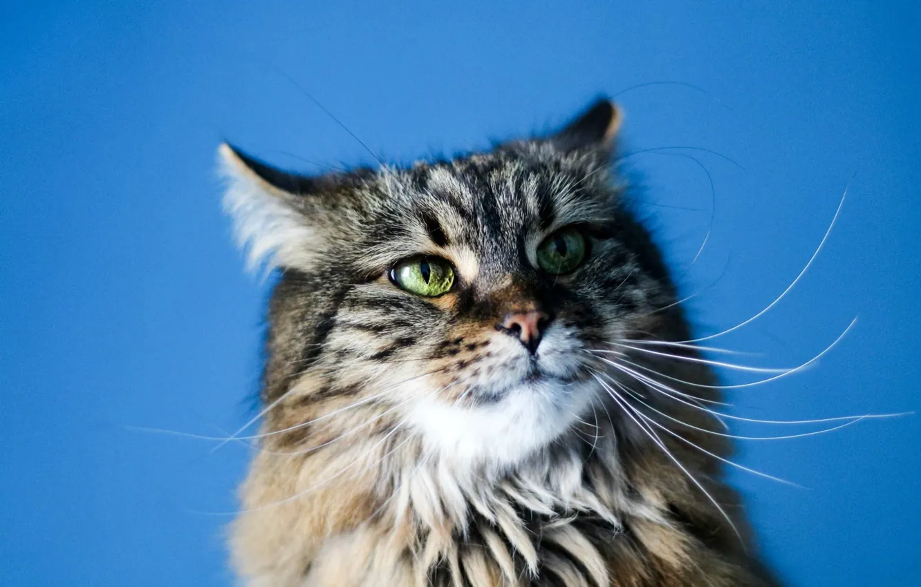 Photo wallpaper cat, cat, look, pose, face