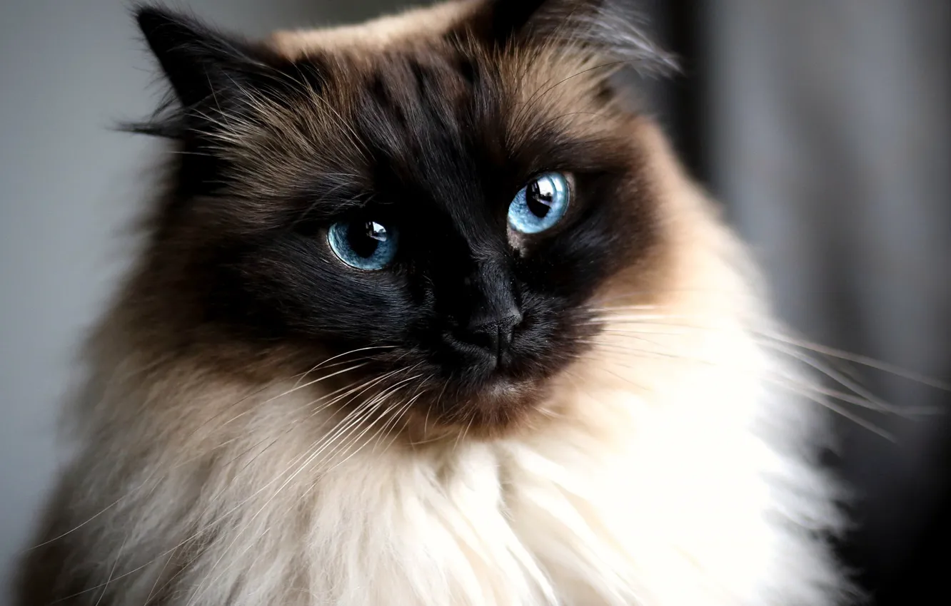 Photo wallpaper cat, cat, look, portrait, Siamese